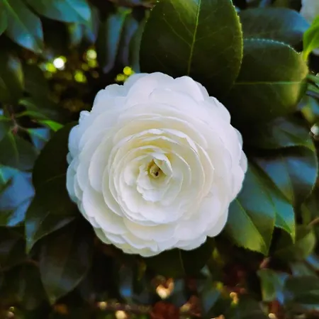 Casa Das Camelias * Guimarães
